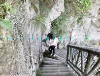洋气的葱