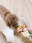 Con khốn Hàn Quốc "B5rass" được huấn luyện chăm chỉ bằng nắm đấm, nhét lồn, mở rộng hậu môn, đi bộ khỏa thân qua đêm, quan hệ tình dục bằng miệng
