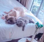 Weibo 19W เทพธิดา G-cup ผู้มีชื่อเสียงทางอินเทอร์เน็ต "Yingwan" ภาพถ่ายส่วนตัวในธีมขนาดใหญ่ล่าสุด "ไวน์แดงและเธอ" สิ่งล่อใจผีที่สวยงามมากความละเอียดสูง