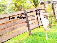 Twitter Loli Goddess "Luo Luo Raku" การถ่ายทำอนิเมะ COS ขนาดใหญ่สุดส่วนตัว "Queen of Lust" สวยงามและน่าดึงดูดสุด ๆ 