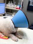 Twitter Cô em gái xinh đẹp thanh lịch và tóc ngắn tài giỏi của Thượng Hải [Weiyang] đã trả lợi ích cho nhóm ~ Đĩ luôn khoe khoang ~ Ziwei phun nước để lộ vẻ siêu gợi cảm của Lily