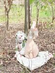 Welfare Ji@super tender beautiful pussy@cute cute girl@soft cute rabbit and grass god soft cute