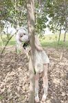 Welfare Ji@super tender beautiful pussy@cute cute girl@soft cute rabbit and grass god soft cute
