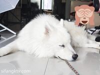 Twitter - 桃谷若姬子合集散圖