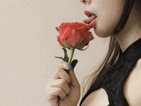 Luomei Sauce-NO.007 Cheongsam Rose