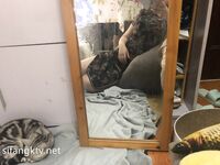 超级巨乳女神【老公不在家】露脸私拍，各种自慰调教啪啪，巨乳肥臀无毛一线天馒头逼，天生极品炮架子