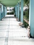 顔を見せることが最善策です！人々は見た目が清らかで、肌が白く、無毛で美しく、女の子を露出するのが大好きであるべきではありません[Yiliwen]を購読して、街頭のスーパーマーケットやショッピングモールでさまざまな人々の前で自分自身を露出させてください。