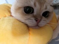 Pada penghujung tahun, tweet mengejutkan muncul di Twitter Dewi dengan wajah tinggi dan payudara besar kontras [Wine Moon], dilatih oleh pemilik untuk penggambaran peribadi.