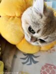 Pada penghujung tahun, tweet mengejutkan muncul di Twitter Dewi dengan wajah tinggi dan payudara besar kontras [Wine Moon], dilatih oleh pemilik untuk penggambaran peribadi.