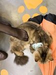 The ultimate otaku benefits! Youth is invincible! Twitter Welfare Ji's big internet celebrity Yuzuki's friend, a sweet and salty young girl [Qingmu Xiaohe] paid for private filming, masturbating in a 3P sex, and was ravaged by a dead fat man