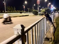 Inilabas noong 2024, ang pinakamahusay na kagandahan ng Twitter master [qingge97] nakalantad na contrast bitch outdoor exposure exposure sex view collection, ang napakagandang diyosa ay napakatapang.