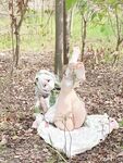 Tôi yêu chú cún con nữ sinh [Nước sốt thỏ dễ thương mềm mại] COS Grass God Nasita, thanh pha lê đùa giỡn với hậu môn mỏng manh và âm hộ nhỏ, âm đạo mềm mại và dịu dàng là một con hổ trắng B