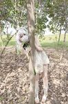 Tôi yêu chú cún con nữ sinh [Nước sốt thỏ dễ thương mềm mại] COS Grass God Nasita, thanh pha lê đùa giỡn với hậu môn mỏng manh và âm hộ nhỏ, âm đạo mềm mại và dịu dàng là một con hổ trắng B