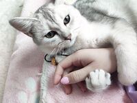 TwitterLolita [Cô bé không cao] Những bức ảnh riêng tư dễ thương, với làn da trắng mịn, bộ ngực lớn và bên ngoài âm hộ màu hồng, cô ấy là một cô gái ngoan trong mắt giáo viên và các bạn cùng lớp, nhưng ở nhà cô ấy lại là một con điếm nhỏ