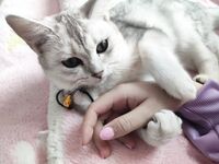 TwitterLolita [Cô bé không cao] Những bức ảnh riêng tư dễ thương, với làn da trắng mịn, bộ ngực lớn và bên ngoài âm hộ màu hồng, cô ấy là một cô gái ngoan trong mắt giáo viên và các bạn cùng lớp, nhưng ở nhà cô ấy lại là một con điếm nhỏ