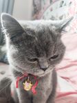TwitterLolita [Cô bé không cao] Những bức ảnh riêng tư dễ thương, với làn da trắng mịn, bộ ngực lớn và bên ngoài âm hộ màu hồng, cô ấy là một cô gái ngoan trong mắt giáo viên và các bạn cùng lớp, nhưng ở nhà cô ấy lại là một con điếm nhỏ