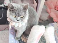 TwitterLolita [Cô bé không cao] Những bức ảnh riêng tư dễ thương, với làn da trắng mịn, bộ ngực lớn và bên ngoài âm hộ màu hồng, cô ấy là một cô gái ngoan trong mắt giáo viên và các bạn cùng lớp, nhưng ở nhà cô ấy lại là một con điếm nhỏ