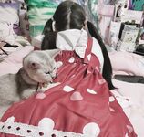 TwitterLolita [Cô bé không cao] Những bức ảnh riêng tư dễ thương, với làn da trắng mịn, bộ ngực lớn và bên ngoài âm hộ màu hồng, cô ấy là một cô gái ngoan trong mắt giáo viên và các bạn cùng lớp, nhưng ở nhà cô ấy lại là một con điếm nhỏ