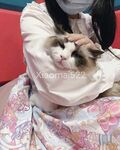TwitterLolita [Cô bé không cao] Những bức ảnh riêng tư dễ thương, với làn da trắng mịn, bộ ngực lớn và bên ngoài âm hộ màu hồng, cô ấy là một cô gái ngoan trong mắt giáo viên và các bạn cùng lớp, nhưng ở nhà cô ấy lại là một con điếm nhỏ