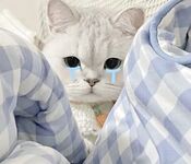 TwitterLolita [Cô bé không cao] Những bức ảnh riêng tư dễ thương, với làn da trắng mịn, bộ ngực lớn và bên ngoài âm hộ màu hồng, cô ấy là một cô gái ngoan trong mắt giáo viên và các bạn cùng lớp, nhưng ở nhà cô ấy lại là một con điếm nhỏ