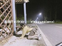 小韵仙子会员作品