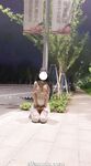 小韵仙子会员作品