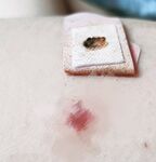 白くて優しくて純粋なロリっ子「九尾猫」