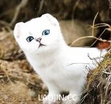 2024년 청두의 미모 커플 [루토루토-커플]은 아내 바꾸기를 좋아하는 아름답고 아름다운 아가씨입니다. 그녀는 하얀 피부와 얇은 허리를 가지고 있지만 여전히 찐빵입니다. 보다.