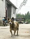 2024년 청두의 미모 커플 [루토루토-커플]은 아내 바꾸기를 좋아하는 아름답고 아름다운 아가씨입니다. 그녀는 하얀 피부와 얇은 허리를 가지고 있지만 여전히 찐빵입니다. 보다.