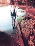 Twitter 91 最高の寝取られ・浮気カップル【szmushock】定期購読特典、3P独身男がセックス、妻は黙って一人オナニー