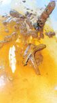 最新9月獵奇！蘿莉風天花板級別，走重口味路線網紅【點點】推特福利③，道具紫薇，玩屎虐菊虐肛，不忍直視