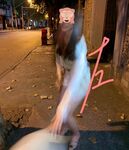 The alphabet circle training master "Lao Zuo S" trains various girls in captivity and exposes them completely in the wild. During the training, they squirt and squirt wildly.