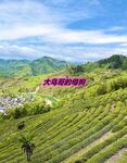 最新10月无水首发！魔都绿帽调教博主【大鸟哥的母狗】推特福利，极品淫妻，可乐灌肠肛门内射叠罗汉3P黑人群P