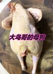最新10月无水首发！魔都绿帽调教博主【大鸟哥的母狗】推特福利，极品淫妻，可乐灌肠肛门内射叠罗汉3P黑人群P