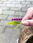 最新10月无水首发！魔都绿帽调教博主【大鸟哥的母狗】推特福利，极品淫妻，可乐灌肠肛门内射叠罗汉3P黑人群P
