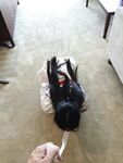 专操极品尤物【闹闹Style】超极品身材反差尤物被大鸡巴爸爸当成鸡巴套子母狗就是给大鸡吧随便使用的肉便器