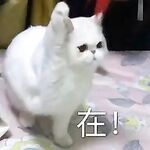 Sản phẩm mới không có hình mờ vào tháng 10, cô gái dễ thương Cô gái phúc lợi [Mianmianbao mm5121187] Phúc lợi Twitter, nhà tài trợ đụ con mèo không có lông, bạn gái ngoại tuyến của bạn đang nhảy dù khắp cả nước