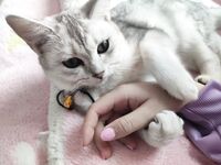 全网整理超大自整理合集87位极品萝莉超绝收藏合集第二期[Twitter][萝莉] [⁵⁵⁵小埋长不高ˡᵃ@Xiaomai522]