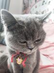 全网整理超大自整理合集87位极品萝莉超绝收藏合集第二期[Twitter][萝莉] [⁵⁵⁵小埋长不高ˡᵃ@Xiaomai522]