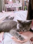 全网整理超大自整理合集87位极品萝莉超绝收藏合集第二期[Twitter][萝莉] [⁵⁵⁵小埋长不高ˡᵃ@Xiaomai522]