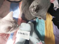 全网整理超大自整理合集87位极品萝莉超绝收藏合集第二期[Twitter][萝莉] [⁵⁵⁵小埋长不高ˡᵃ@Xiaomai522]