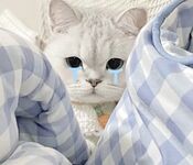 全网整理超大自整理合集87位极品萝莉超绝收藏合集第二期[Twitter][萝莉] [⁵⁵⁵小埋长不高ˡᵃ@Xiaomai522]