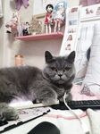 全网整理超大自整理合集87位极品萝莉超绝收藏合集第二期[Twitter][萝莉] [⁵⁵⁵小埋长不高ˡᵃ@Xiaomai522]