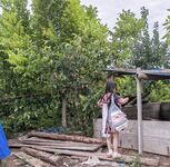 全网整理超大自整理合集87位极品萝莉超绝收藏合集第二期[Twitter][萝莉] [⁵⁵⁵小埋长不高ˡᵃ@Xiaomai522]