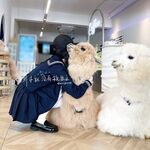ネット全体で87枚の超一流ロリータ超コレクション第2弾を大集合[Twitter][ロリータ][ʚCranberryɞ@berrymmya] [ツイートを削除]
