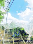 [New Flow in 2025] Shenzhen Chinese-Vietnamese Internet Celebrity [Hatano] View welfare, high-value peripheral socialite, rich people's plaything