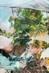 [New Flow in 2025] Shenzhen Chinese-Vietnamese Internet Celebrity [Hatano] View welfare, high-value peripheral socialite, rich people's plaything