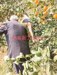 極限露出天花板，反差婊【風箏斷了線】中醫按摩院勾引老中醫，老頭過足了手癮
