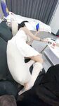 Mengkhususkan diri dalam meniduri gadis-gadis muda terbaik, dewa "mengajak" bergaul dengan 05 gadis muda sekolah menengah. Mereka mengerang apabila mereka disentuh ringan, dan mereka berasa seperti mereka patah apabila mereka disentuh dengan kua