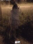 超嫩合法小母狗萝莉『LepALuli2kVN』被主人爸爸拽着双马尾后入，无毛小嫩穴被大肉棒塞满